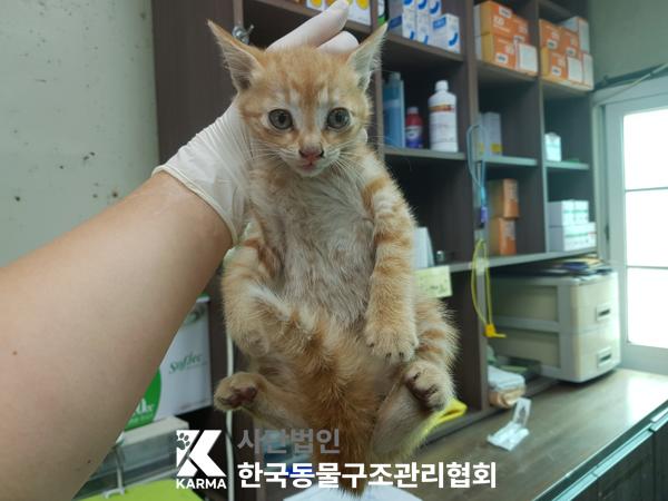 한국동물구조관리협회_411310202500411