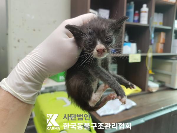 [고양이] 한국 고양이 서울-성북-2025-00058 유기동물 배경 이미지 입니다.