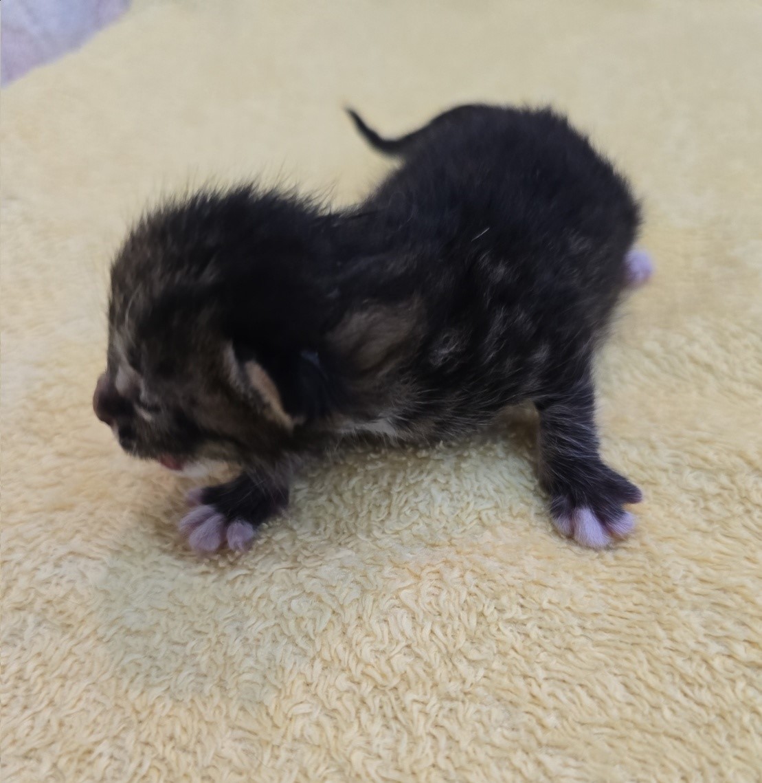 [고양이] 믹스묘 전북-군산-2025-00556 유기동물 배경 이미지 입니다.