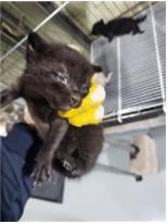 [고양이] 한국 고양이 부산-사상-2025-00084 유기동물 배경 이미지 입니다.