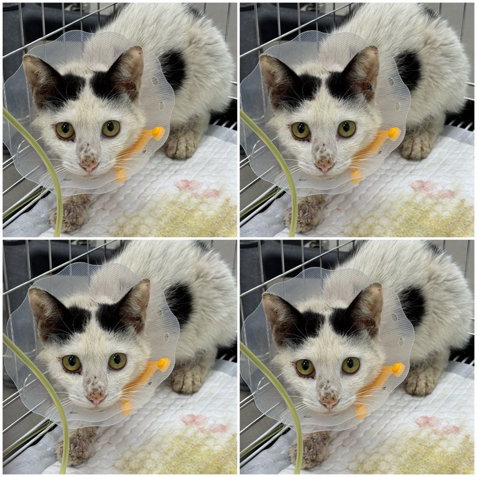 [고양이] 한국 고양이 충남-천안-2025-00303 유기동물 배경 이미지 입니다.