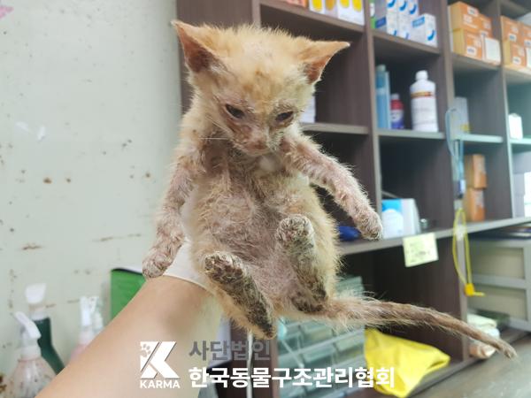 [고양이] 한국 고양이 경기-파주-2025-00422 유기동물 배경 이미지 입니다.