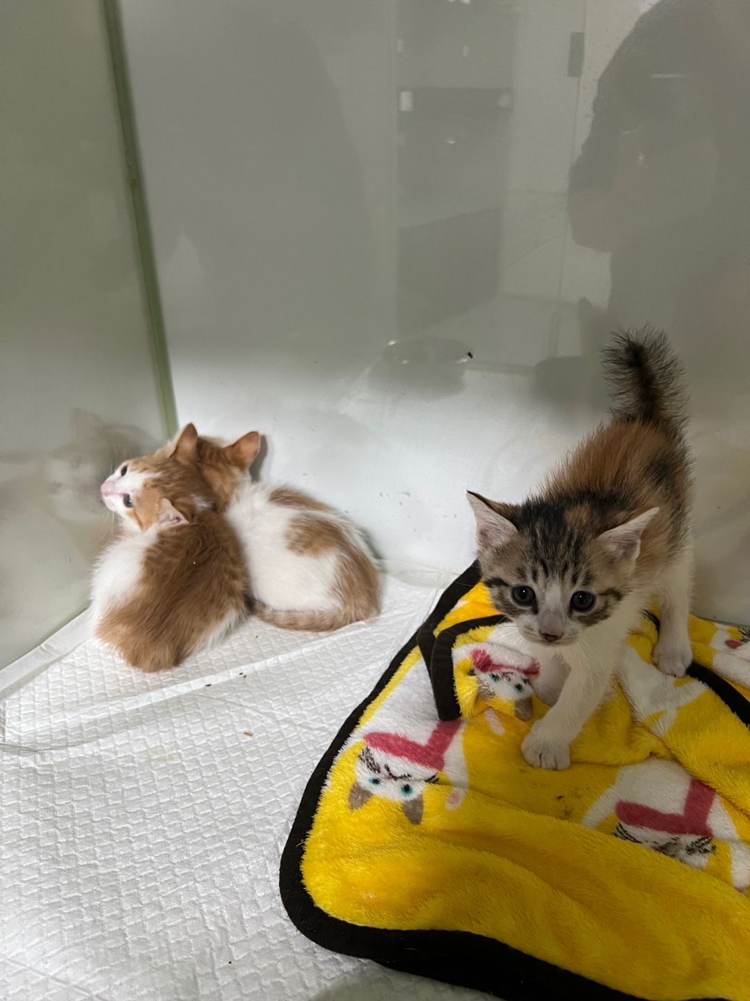 [고양이] 한국 고양이 부산-북구-2025-00131 유기동물 배경 이미지 입니다.