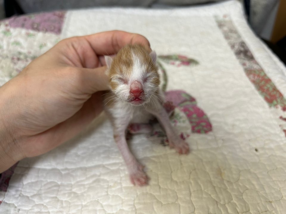 [고양이] 한국 고양이 광주-동구-2025-00057 유기동물 배경 이미지 입니다.
