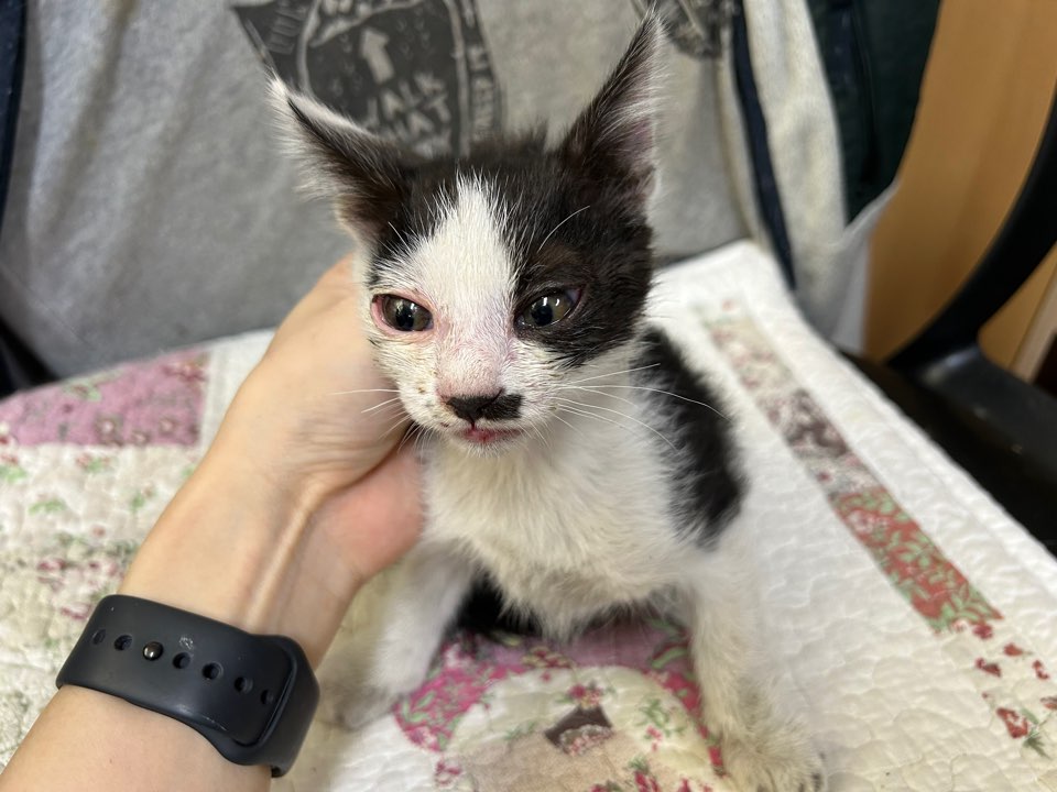 [고양이] 한국 고양이 광주-서구-2025-00141 유기동물 배경 이미지 입니다.