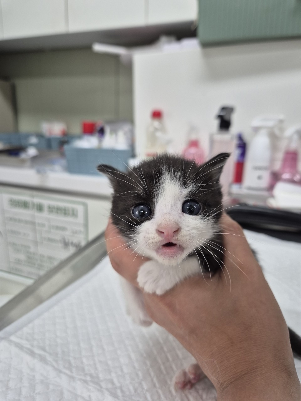 [고양이] 믹스묘 경기-남양주-2025-00315 유기동물 배경 이미지 입니다.