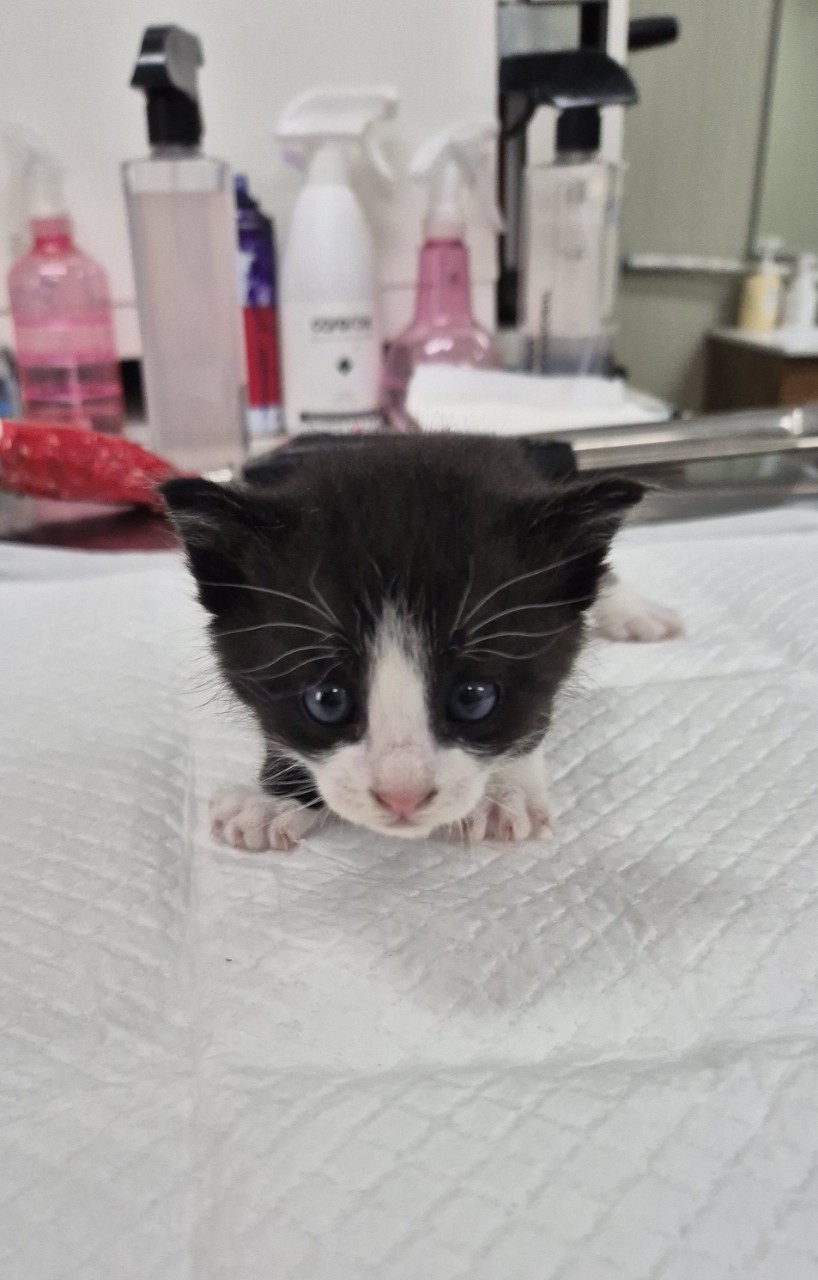 [고양이] 믹스묘 경기-남양주-2025-00316 유기동물 배경 이미지 입니다.