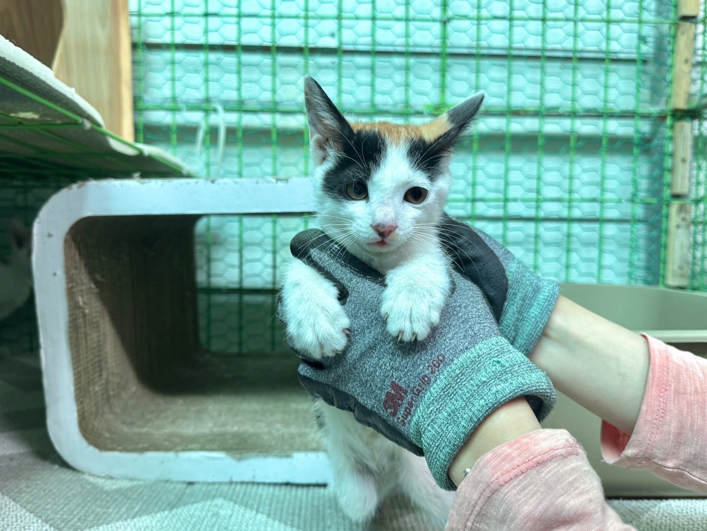 [고양이] 한국 고양이 경북-포항-2025-00430 유기동물 배경 이미지 입니다.