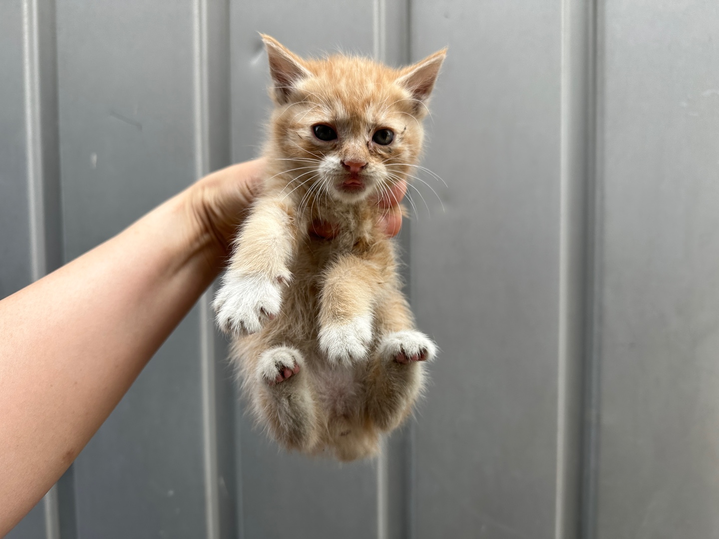 [고양이] 한국 고양이 경기-안산-2025-00376 유기동물 배경 이미지 입니다.