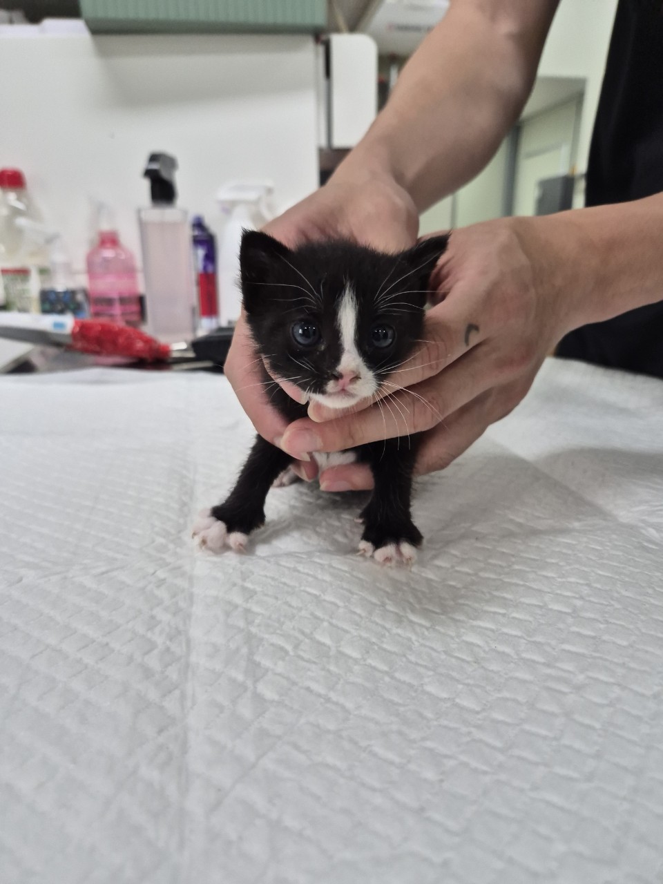 [고양이] 믹스묘 경기-남양주-2025-00318 유기동물 배경 이미지 입니다.