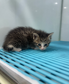 [고양이] 한국 고양이 울산-동구-2025-00065 유기동물 배경 이미지 입니다.