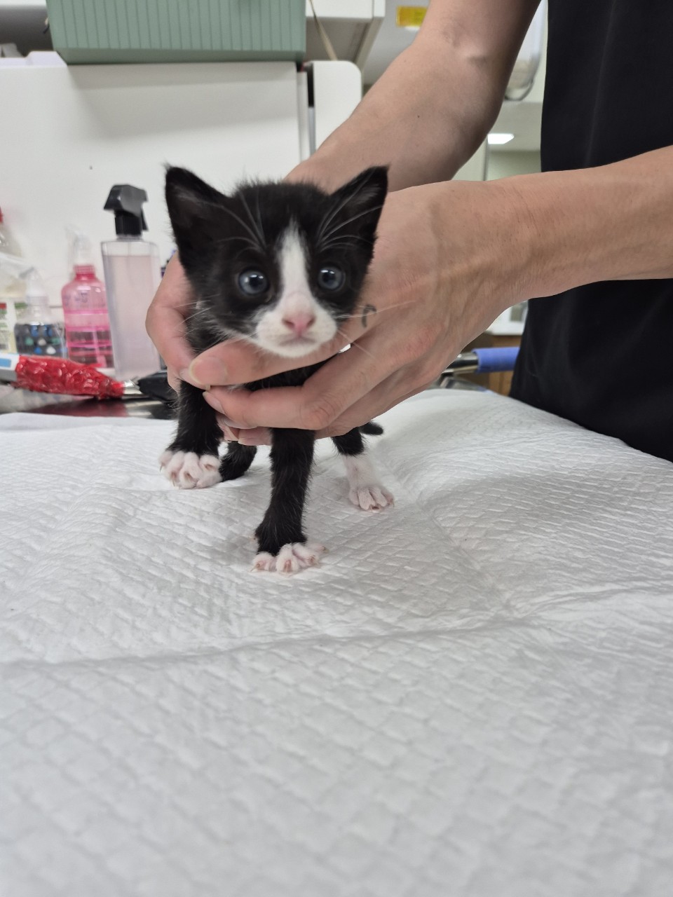 [고양이] 믹스묘 경기-남양주-2025-00319 유기동물 배경 이미지 입니다.