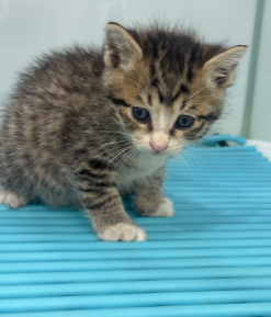 [고양이] 한국 고양이 울산-동구-2025-00066 유기동물 배경 이미지 입니다.