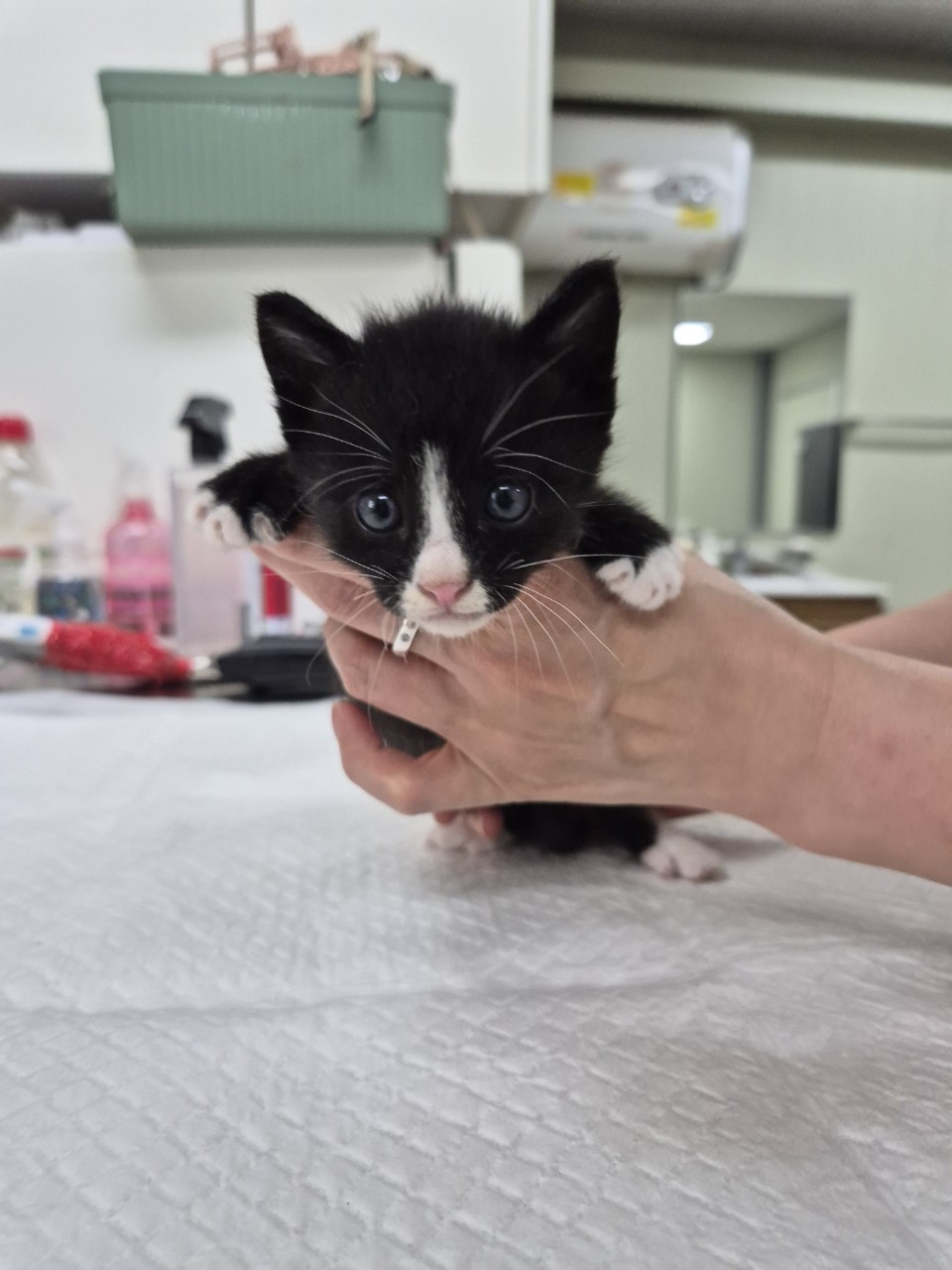 [고양이] 믹스묘 경기-남양주-2025-00317 유기동물 배경 이미지 입니다.