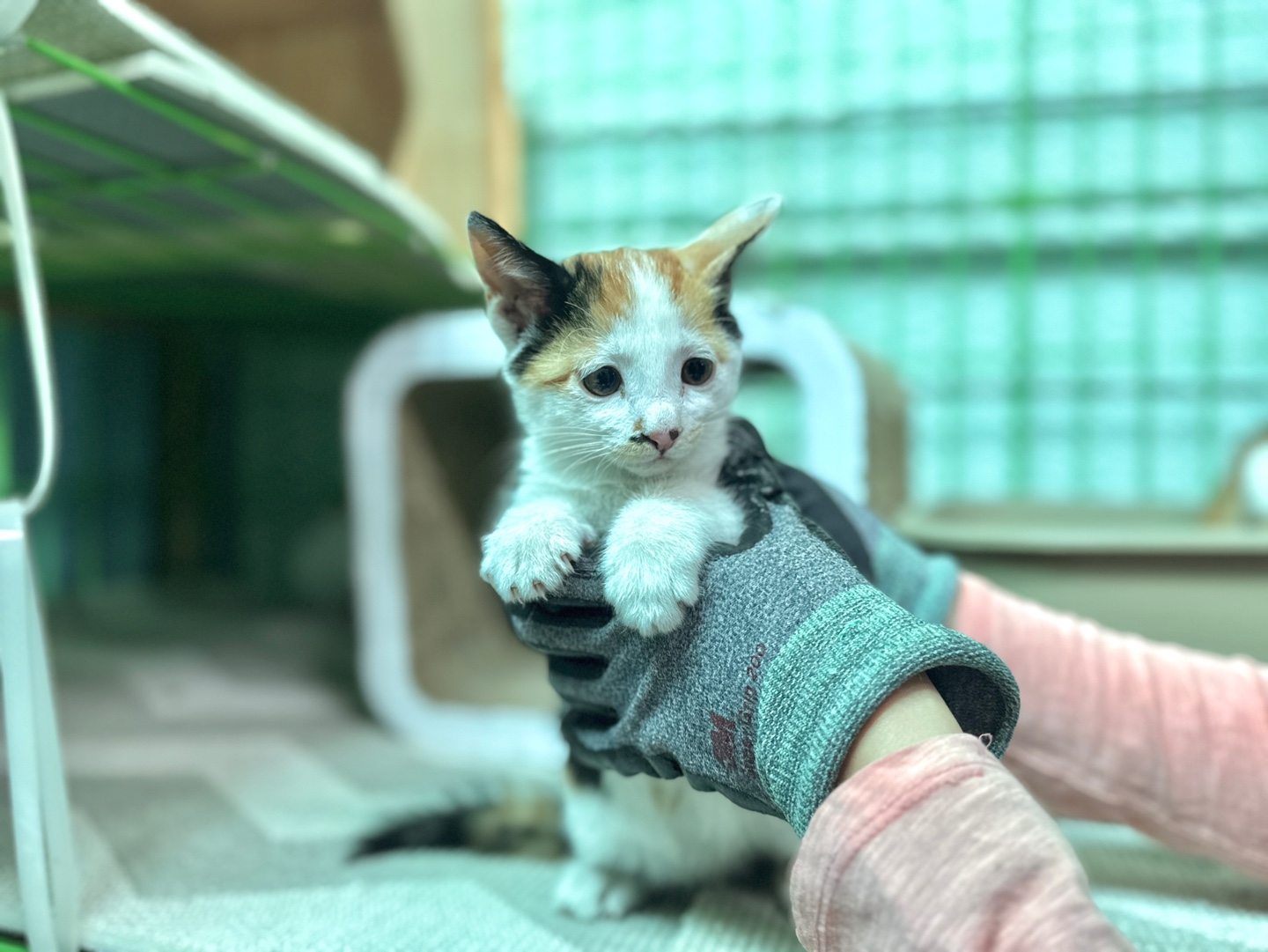 [고양이] 한국 고양이 경북-포항-2025-00432 유기동물 배경 이미지 입니다.