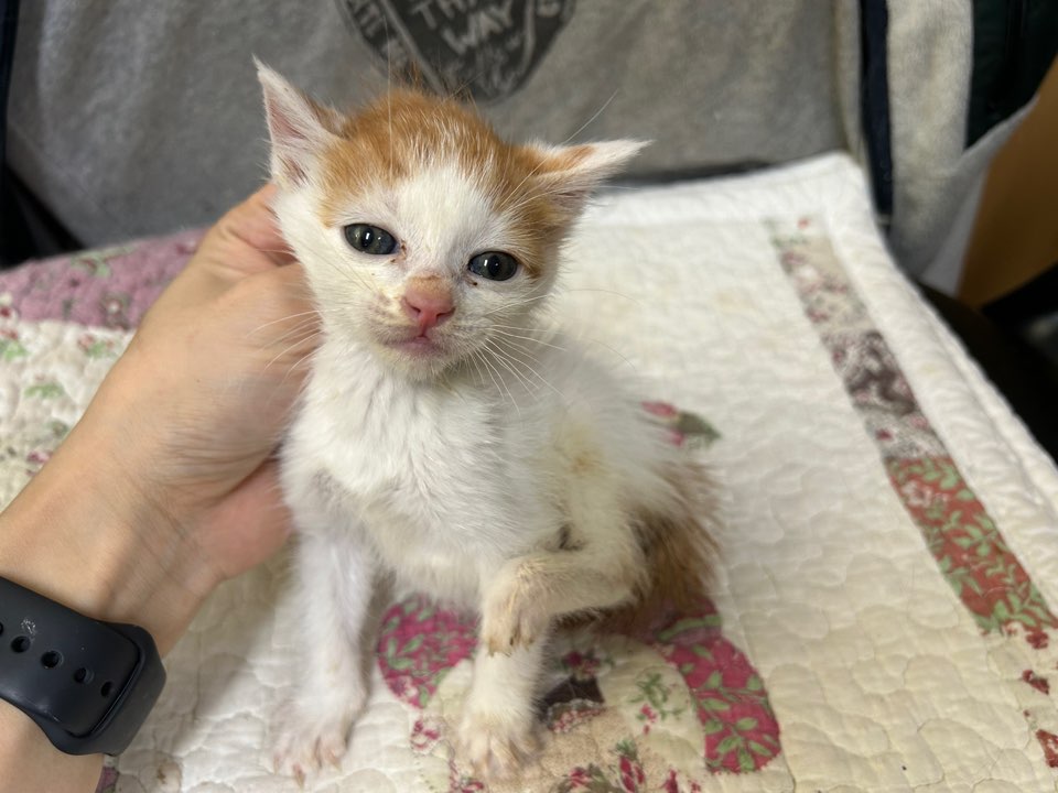 [고양이] 한국 고양이 광주-북구-2025-00220 유기동물 배경 이미지 입니다.
