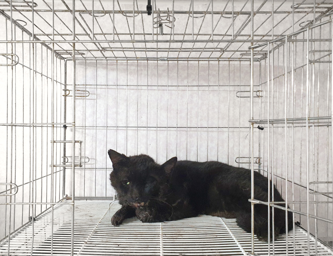 [고양이] 한국 고양이 경기-이천-2025-00286 유기동물 배경 이미지 입니다.