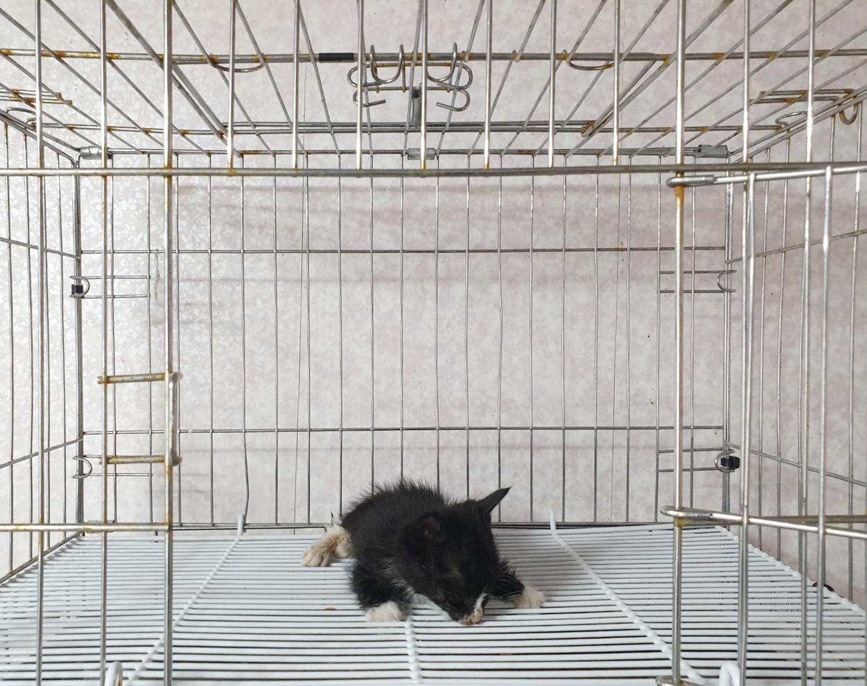 [고양이] 한국 고양이 경기-여주-2025-00234 유기동물 배경 이미지 입니다.