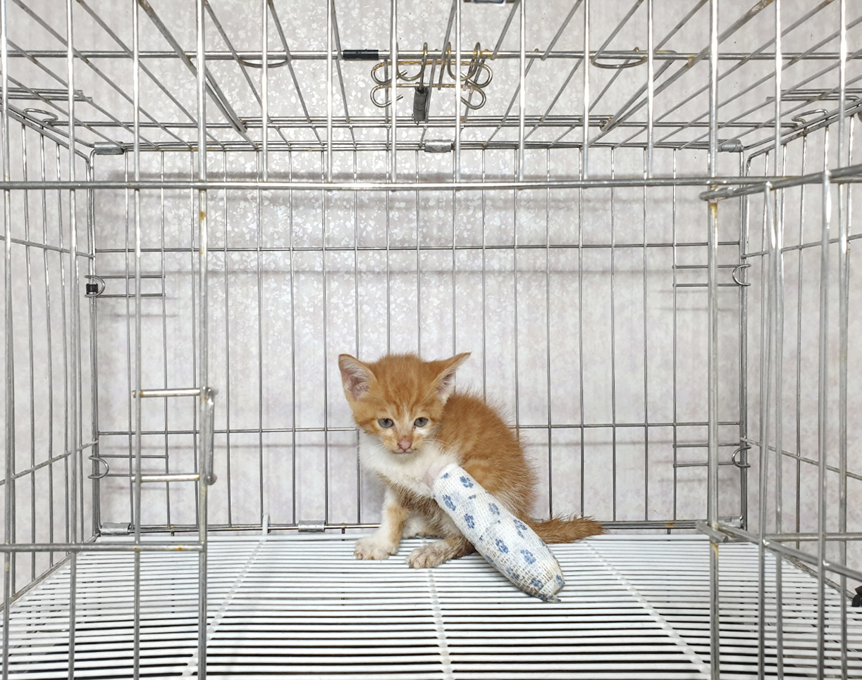 [고양이] 한국 고양이 경기-이천-2025-00288 유기동물 배경 이미지 입니다.
