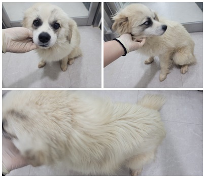 [개] 믹스견 충남-논산-2025-00376 유기동물 배경 이미지 입니다.