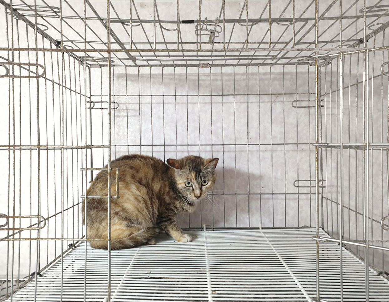 [고양이] 한국 고양이 경기-여주-2025-00235 유기동물 배경 이미지 입니다.