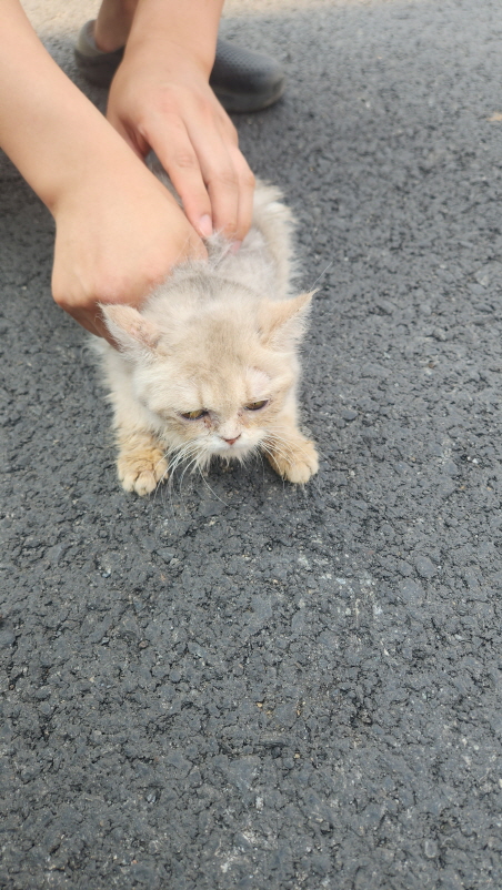 [고양이] 먼치킨 전북-익산-2025-00735 유기동물 배경 이미지 입니다.