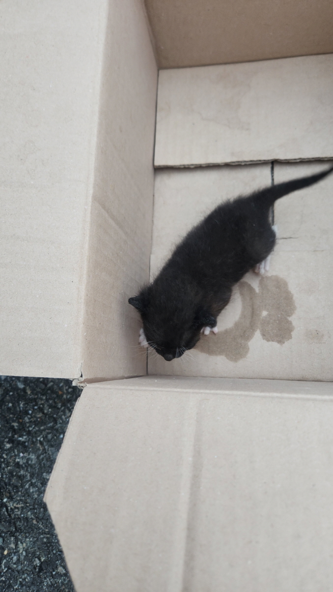 [고양이] 한국 고양이 전북-익산-2025-00736 유기동물 배경 이미지 입니다.