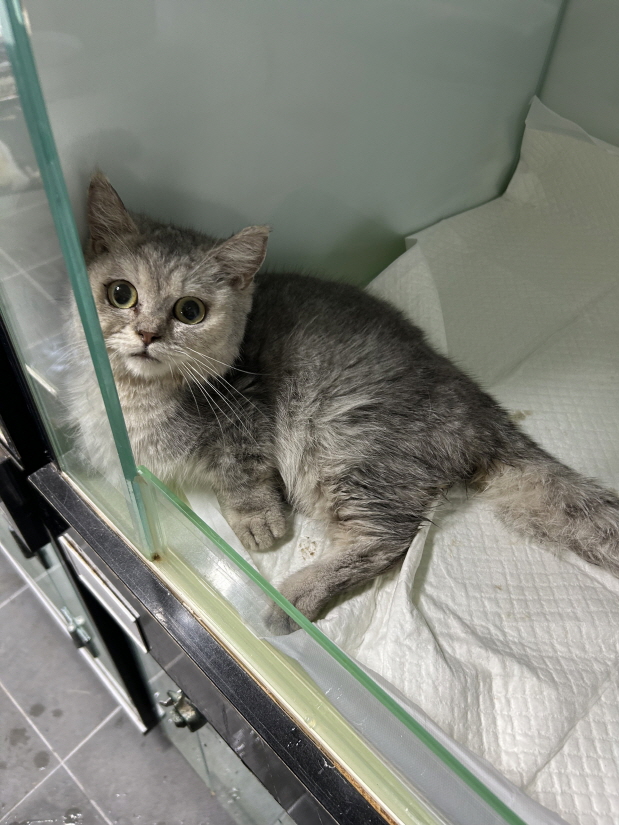 [고양이] 먼치킨 전북-익산-2025-00734 유기동물 배경 이미지 입니다.