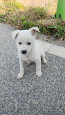 익산유기동물보호소_445468202501764