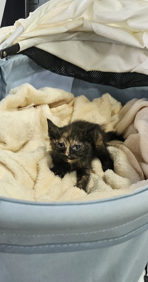 [고양이] 한국 고양이 전북-익산-2025-00727 유기동물 배경 이미지 입니다.