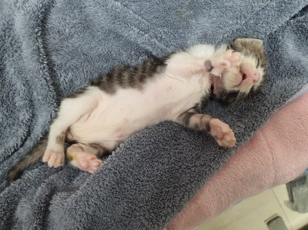[고양이] 한국 고양이 강원-원주-2025-00255 유기동물 배경 이미지 입니다.
