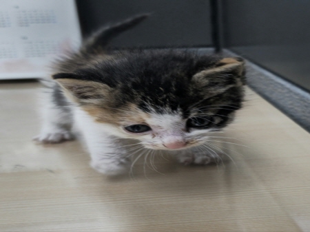 원주시동물보호센터_442419202500375