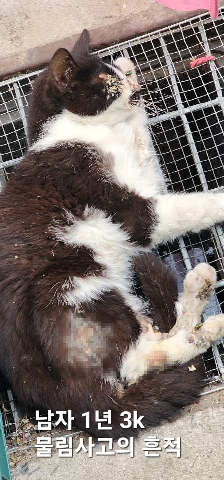 [고양이] 한국 고양이 충북-옥천-2025-00215 유기동물 배경 이미지 입니다.