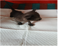 [고양이] 한국 고양이 경남-김해-2025-00398 유기동물 배경 이미지 입니다.
