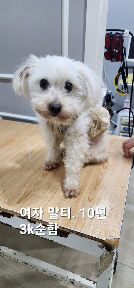 [개] 말티즈 충북-옥천-2025-00216 유기동물 배경 이미지 입니다.