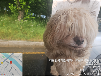 [개] 믹스견 대전-유성-2025-00127 유기동물 배경 이미지 입니다.