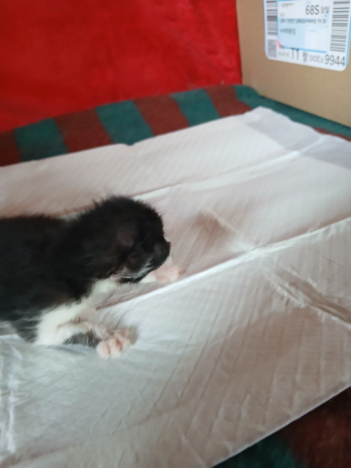 [고양이] 한국 고양이 부산-부산진-2025-00102 유기동물 배경 이미지 입니다.