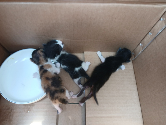 [고양이] 한국 고양이 부산-부산진-2025-00101 유기동물 배경 이미지 입니다.