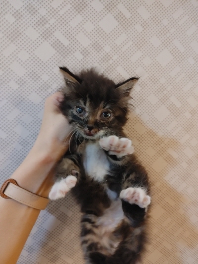 [고양이] 믹스묘 부산-남구-2025-00108 유기동물 배경 이미지 입니다.