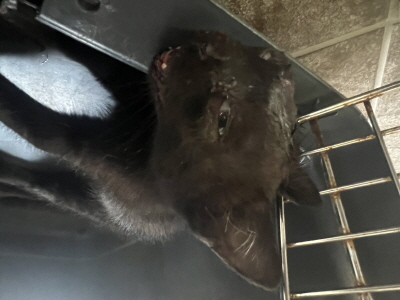 [고양이] 믹스묘 부산-남구-2025-00110 유기동물 배경 이미지 입니다.