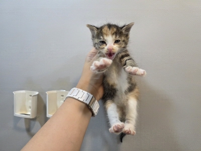 [고양이] 믹스묘 부산-남구-2025-00107 유기동물 배경 이미지 입니다.