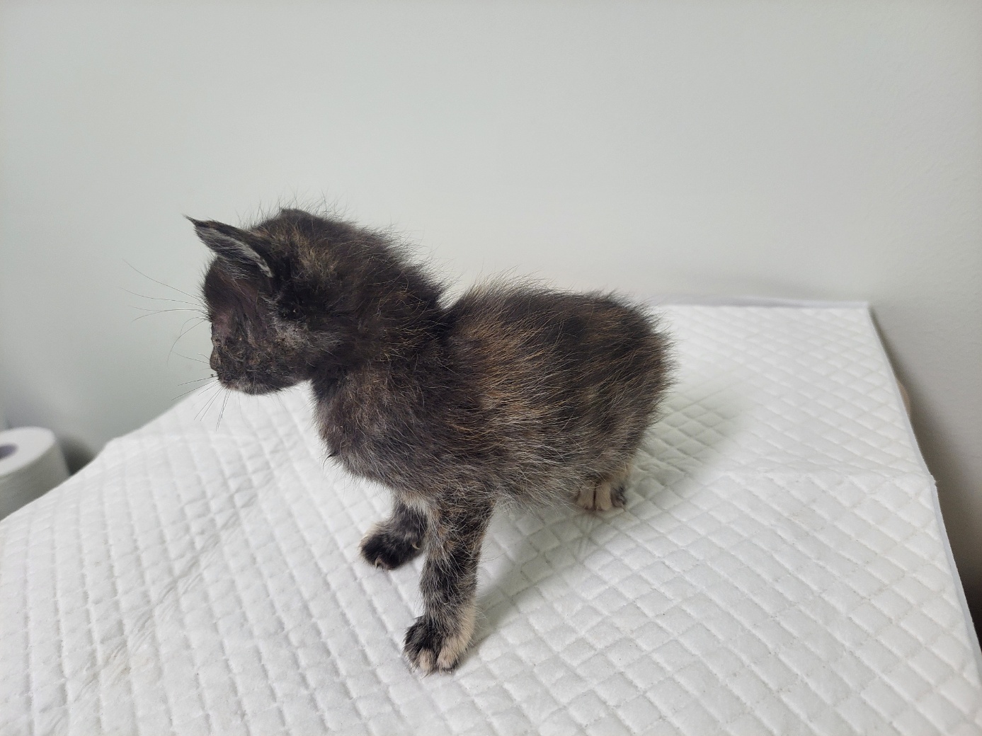 [고양이] 한국 고양이 경기-고양-2025-00382 유기동물 배경 이미지 입니다.