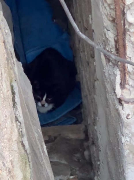 [고양이] 한국 고양이 서울-용산-2025-00067 유기동물 배경 이미지 입니다.