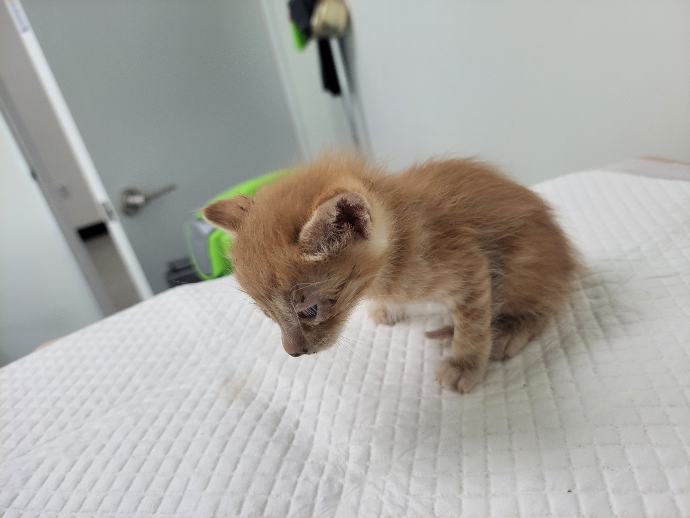 [고양이] 한국 고양이 경기-고양-2025-00385 유기동물 배경 이미지 입니다.