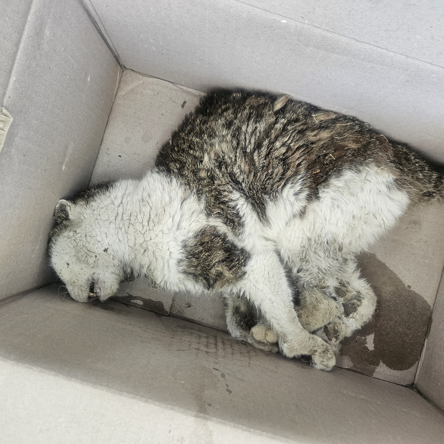 [고양이] 한국 고양이 대구-수성-2025-00254 유기동물 배경 이미지 입니다.