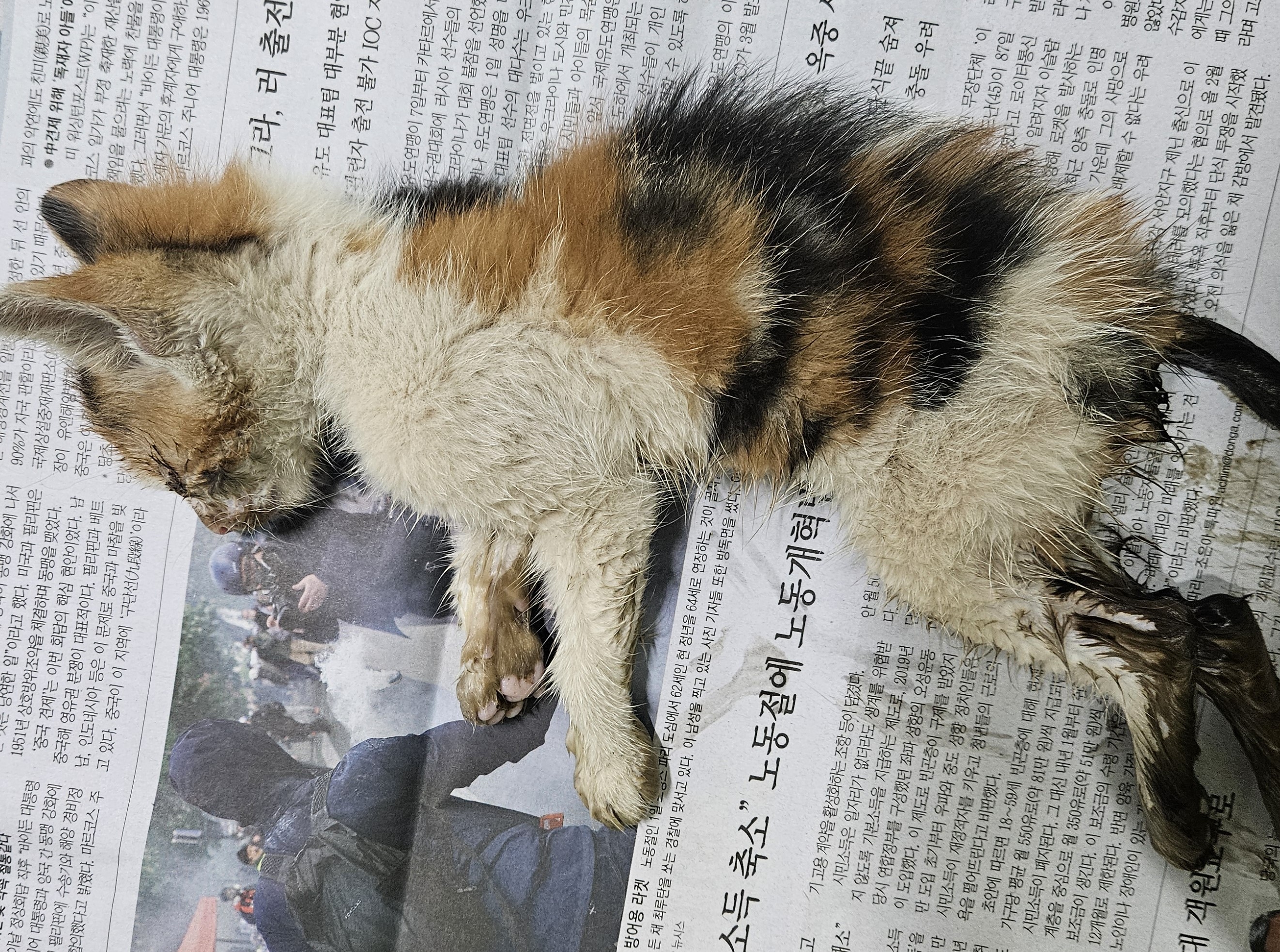 [고양이] 한국 고양이 대구-달서-2025-00120 유기동물 배경 이미지 입니다.
