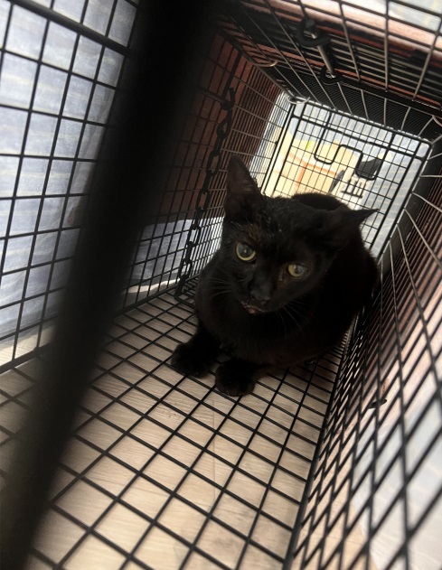 [고양이] 한국 고양이 서울-용산-2025-00068 유기동물 배경 이미지 입니다.