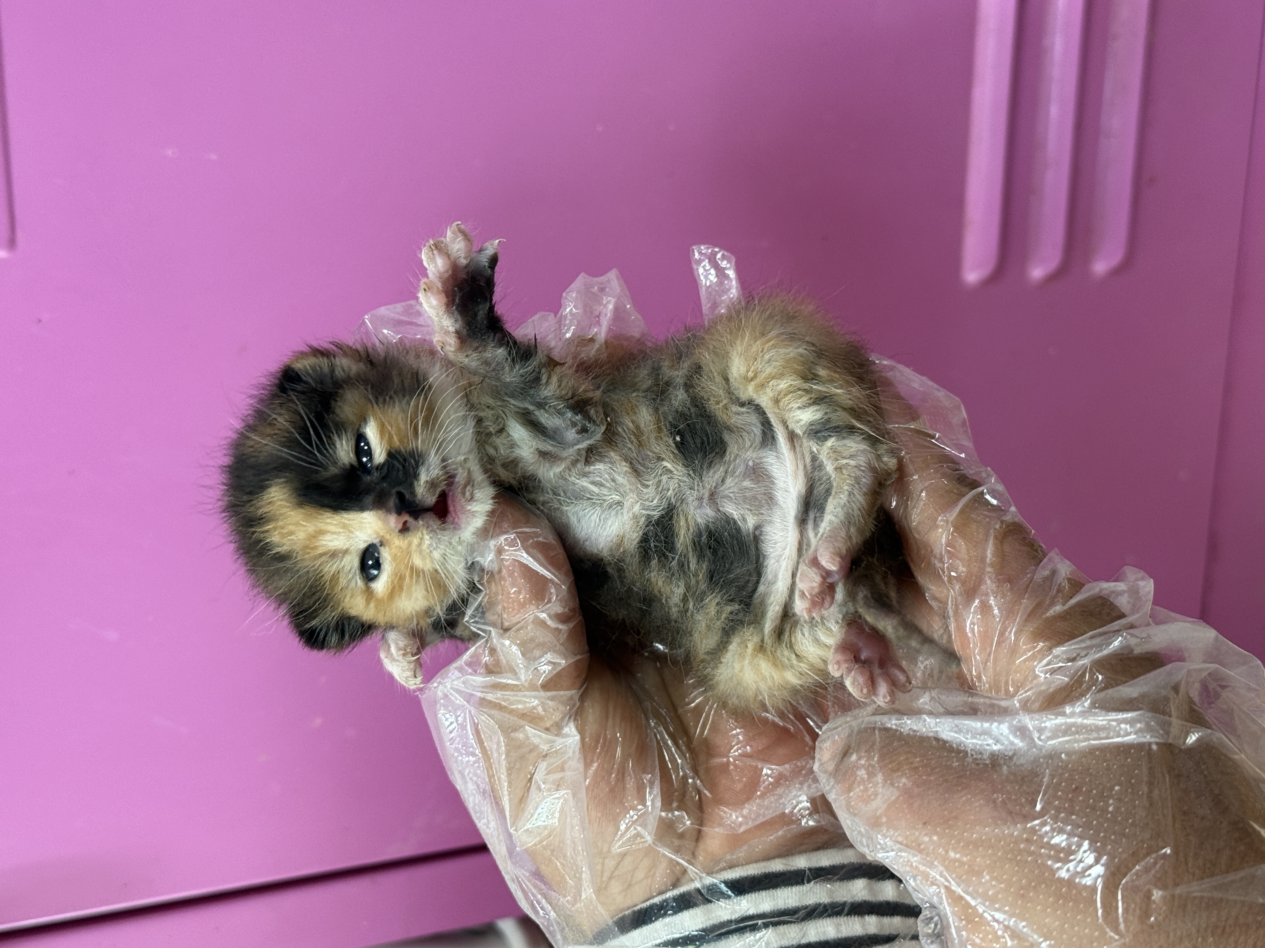 [고양이] 한국 고양이 울산-중구-2025-00122 유기동물 배경 이미지 입니다.