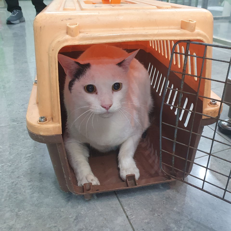 [고양이] 한국 고양이 경기-성남-2025-00220 유기동물 배경 이미지 입니다.