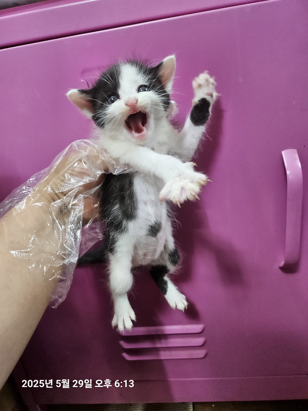 [고양이] 한국 고양이 울산-북구-2025-00126 유기동물 배경 이미지 입니다.